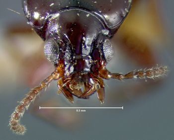 Media type: image;   Entomology 23855 Aspect: head frontal view